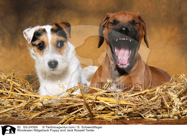 Rhodesian Ridgeback Puppy and Jack Russell Terrier / SS-24569