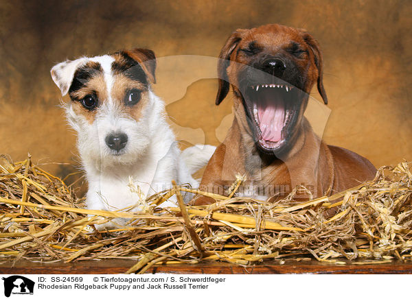 Rhodesian Ridgeback Puppy and Jack Russell Terrier / SS-24569