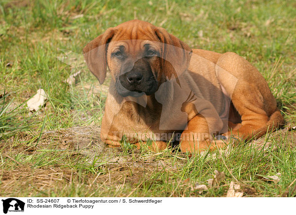 Rhodesian Ridgeback Welpe / Rhodesian Ridgeback Puppy / SS-24607