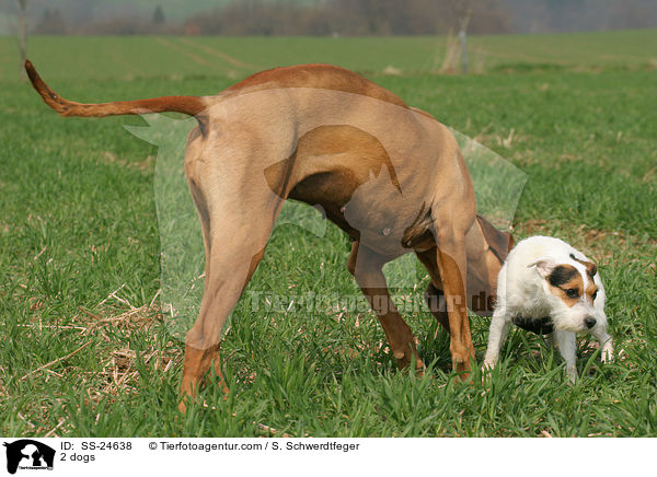 2 Hunde / 2 dogs / SS-24638