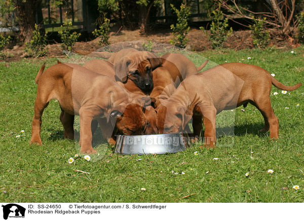 Rhodesian Ridgeback Welpen / Rhodesian Ridgeback Puppies / SS-24650
