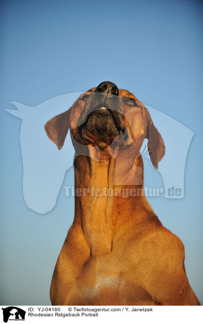 Rhodesian Ridgeback Portrait / Rhodesian Ridgeback Portrait / YJ-04160