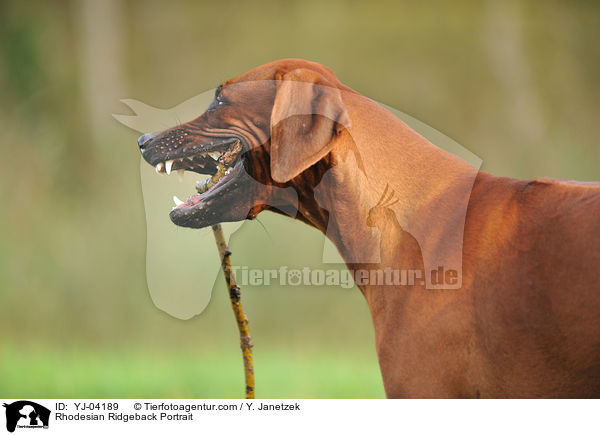 Rhodesian Ridgeback Portrait / Rhodesian Ridgeback Portrait / YJ-04189