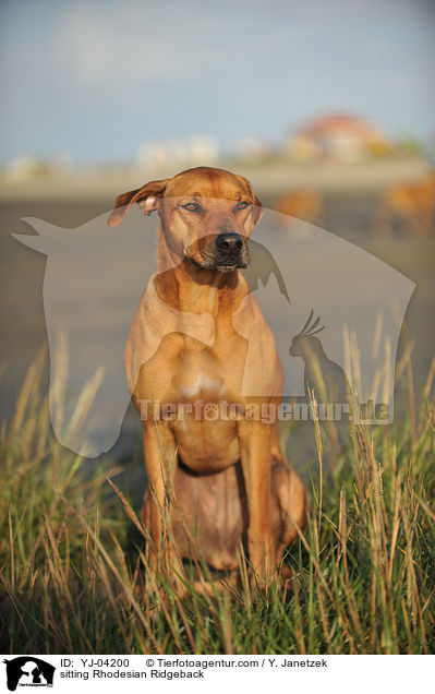 sitzender Rhodesian Ridgeback / sitting Rhodesian Ridgeback / YJ-04200