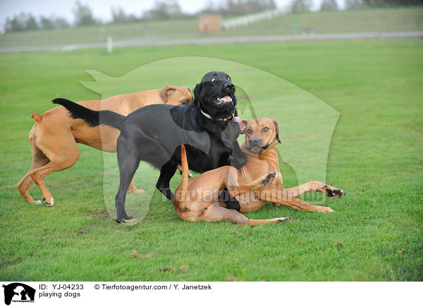 spielende Hunde / playing dogs / YJ-04233