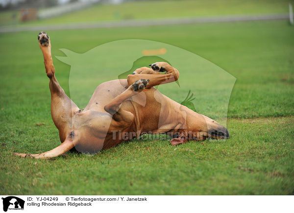 Rhodesian Ridgeback w�lzt sich / rolling Rhodesian Ridgeback / YJ-04249