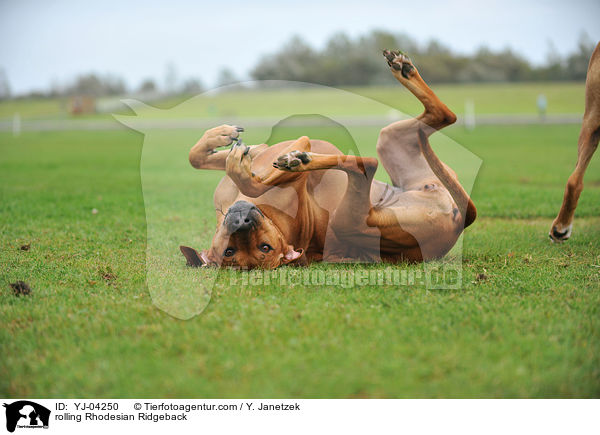 Rhodesian Ridgeback w�lzt sich / rolling Rhodesian Ridgeback / YJ-04250