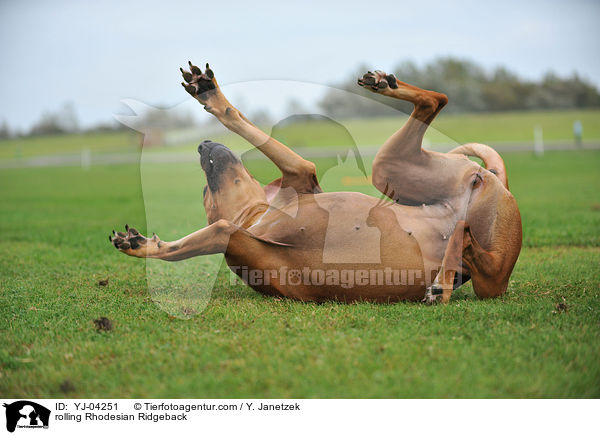 Rhodesian Ridgeback w�lzt sich / rolling Rhodesian Ridgeback / YJ-04251