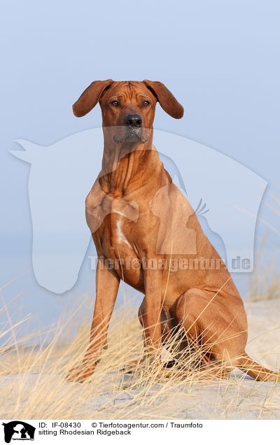 sitzender Rhodesian Ridgeback / sitting Rhodesian Ridgeback / IF-08430