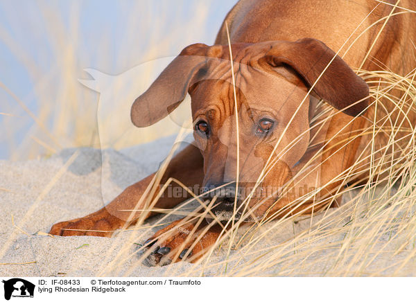 liegender Rhodesian Ridgeback / lying Rhodesian Ridgeback / IF-08433