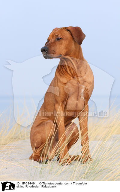 sitzender Rhodesian Ridgeback / sitting Rhodesian Ridgeback / IF-08449