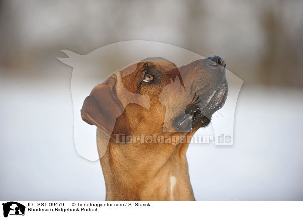 Rhodesian Ridgeback Portrait / Rhodesian Ridgeback Portrait / SST-09479