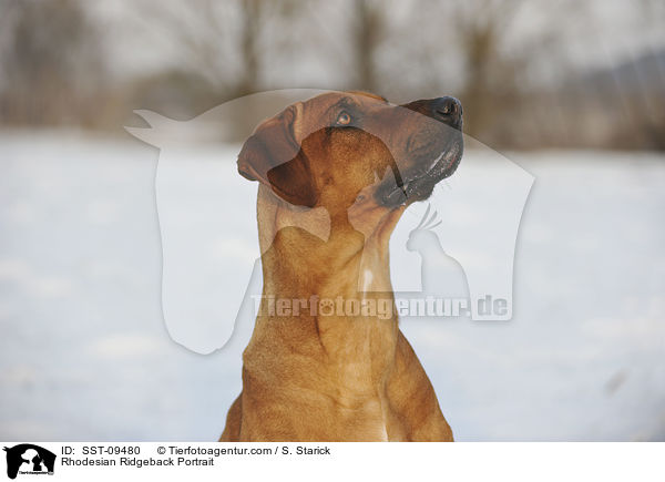 Rhodesian Ridgeback Portrait / Rhodesian Ridgeback Portrait / SST-09480