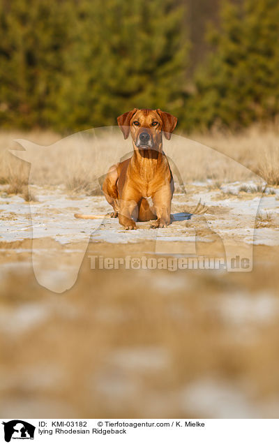 liegender Rhodesian Ridgeback / lying Rhodesian Ridgeback / KMI-03182