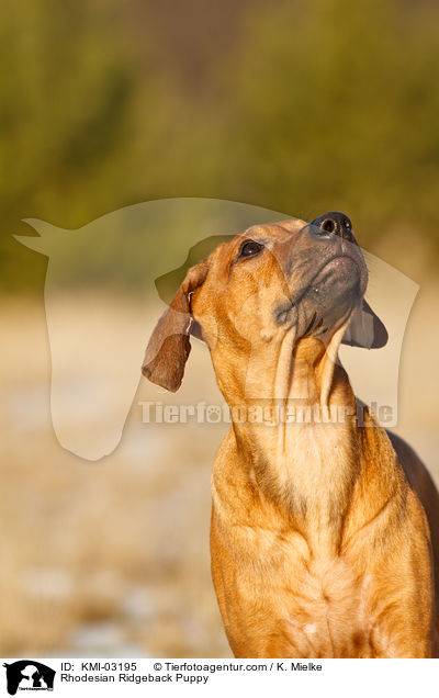 Rhodesian Ridgeback Welpe / Rhodesian Ridgeback Puppy / KMI-03195