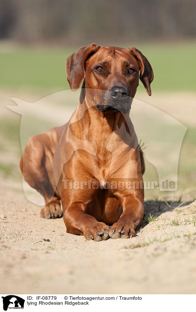 liegender Rhodesian Ridgeback / lying Rhodesian Ridgeback / IF-08779