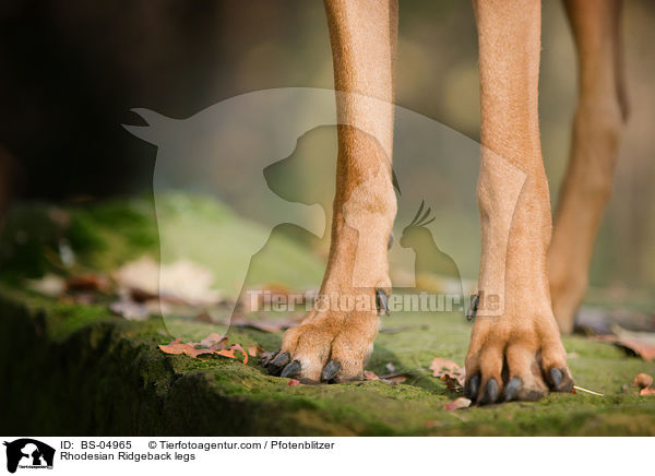 Rhodesian Ridgeback Beine / Rhodesian Ridgeback legs / BS-04965
