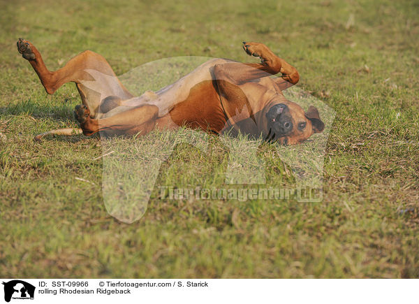 Rhodesian Ridgeback w�lzt sich / rolling Rhodesian Ridgeback / SST-09966