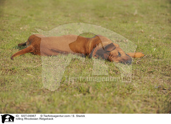 Rhodesian Ridgeback w�lzt sich / rolling Rhodesian Ridgeback / SST-09967