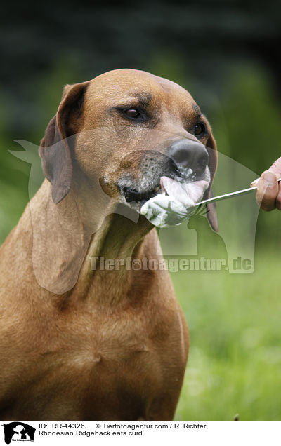 Rhodesian Ridgeback frisst Quark / Rhodesian Ridgeback eats curd / RR-44326