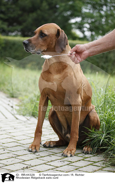 Rhodesian Ridgeback frisst Quark / Rhodesian Ridgeback eats curd / RR-44328