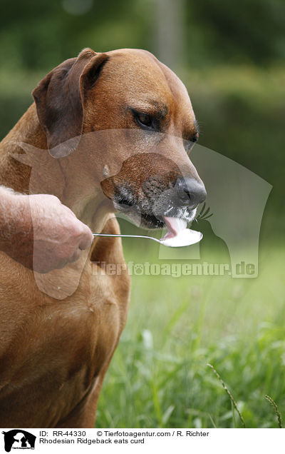 Rhodesian Ridgeback frisst Quark / Rhodesian Ridgeback eats curd / RR-44330