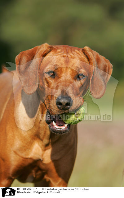 Rhodesian Ridgeback Portrait / Rhodesian Ridgeback Portrait / KL-09657