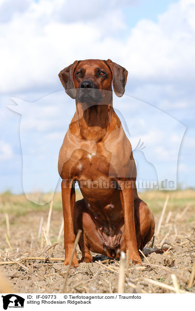 sitzender Rhodesian Ridgeback / sitting Rhodesian Ridgeback / IF-09773