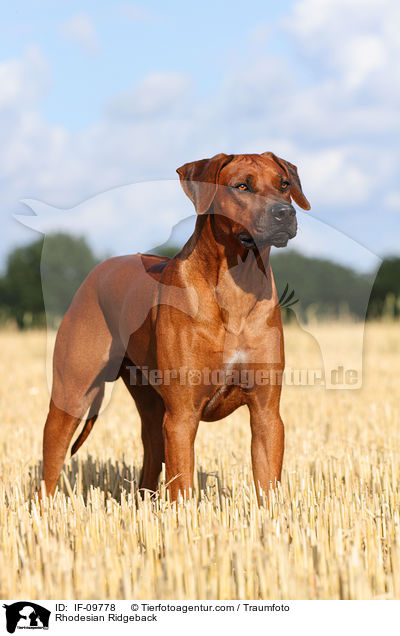 Rhodesian Ridgeback / Rhodesian Ridgeback / IF-09778