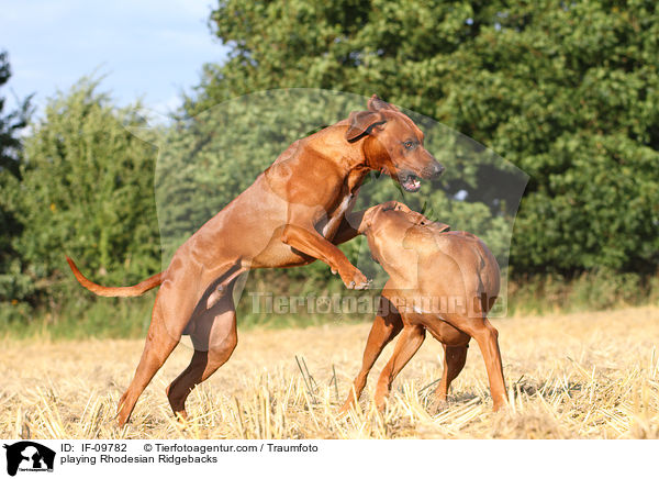 spielende Rhodesian Ridgebacks / playing Rhodesian Ridgebacks / IF-09782