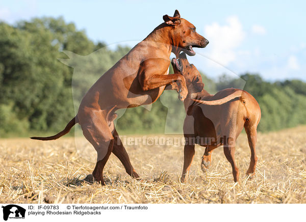 spielende Rhodesian Ridgebacks / playing Rhodesian Ridgebacks / IF-09783