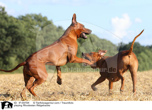 spielende Rhodesian Ridgebacks / playing Rhodesian Ridgebacks / IF-09784