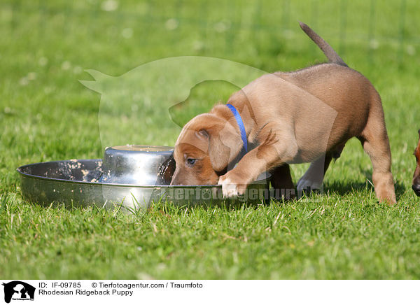 Rhodesian Ridgeback Welpe / Rhodesian Ridgeback Puppy / IF-09785