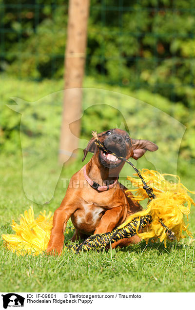 Rhodesian Ridgeback Welpe / Rhodesian Ridgeback Puppy / IF-09801