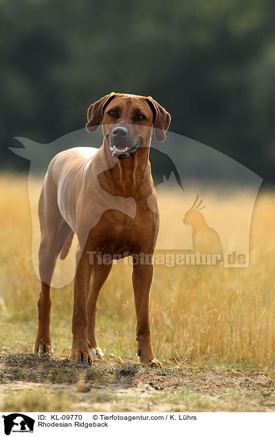 Rhodesian Ridgeback / Rhodesian Ridgeback / KL-09770