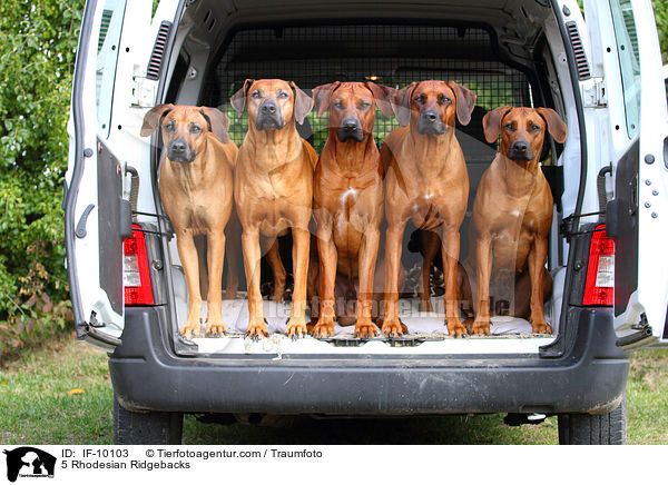 5 Rhodesian Ridgebacks / 5 Rhodesian Ridgebacks / IF-10103
