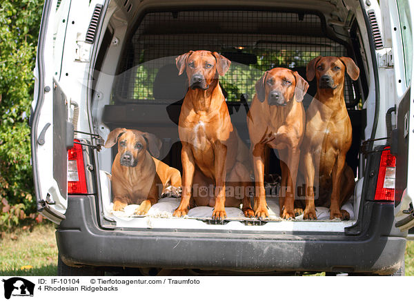4 Rhodesian Ridgebacks / 4 Rhodesian Ridgebacks / IF-10104
