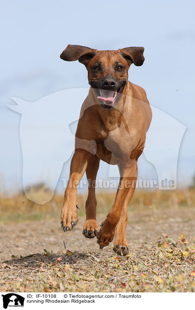 rennender Rhodesian Ridgeback / running Rhodesian Ridgeback / IF-10108