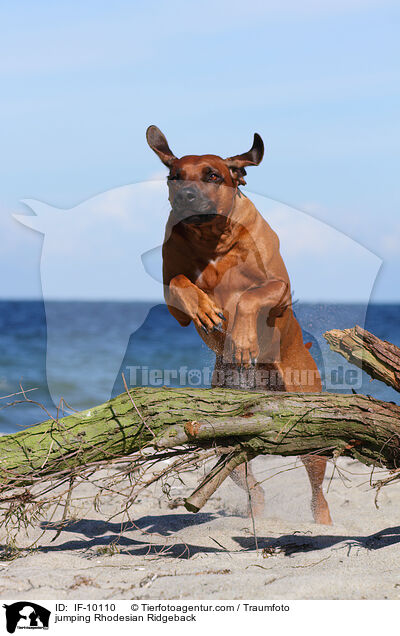 jumping Rhodesian Ridgeback / IF-10110