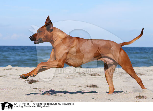 running Rhodesian Ridgeback / IF-10115