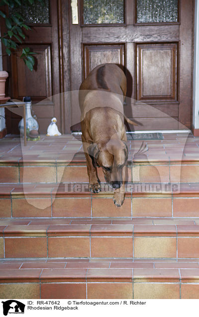 Rhodesian Ridgeback / RR-47642