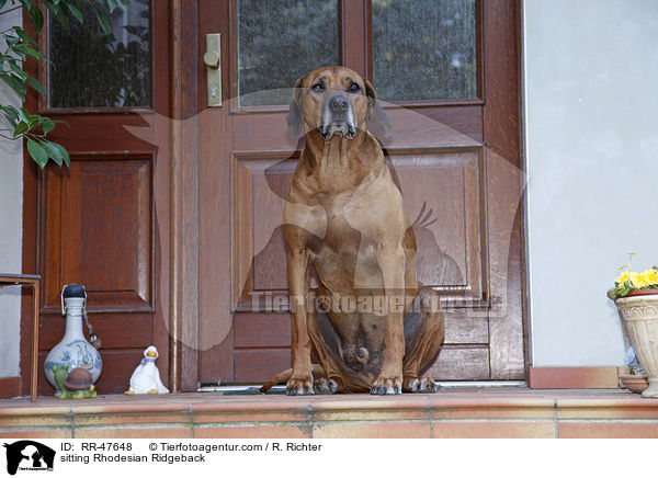 sitzender Rhodesian Ridgeback / sitting Rhodesian Ridgeback / RR-47648