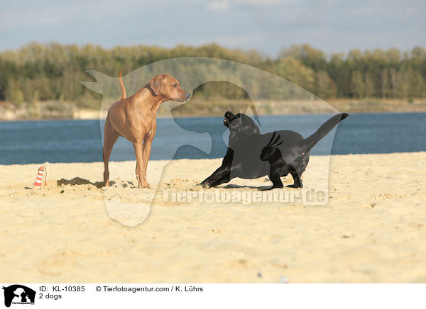 2 Hunde / 2 dogs / KL-10385