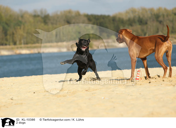 2 Hunde / 2 dogs / KL-10386