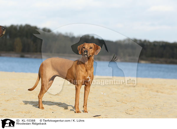Rhodesian Ridgeback / Rhodesian Ridgeback / KL-10388
