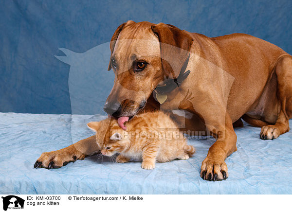 Tierfreundschaft / dog and kitten / KMI-03700