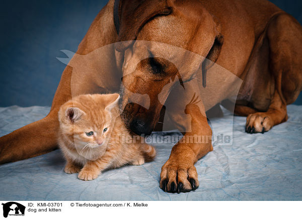 Tierfreundschaft / dog and kitten / KMI-03701