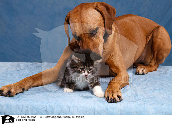 Tierfreundschaft / dog and kitten / KMI-03702