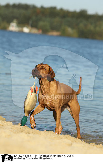 apportierender Rhodesian Ridgeback / retrieving Rhodesian Ridgeback / KL-11353