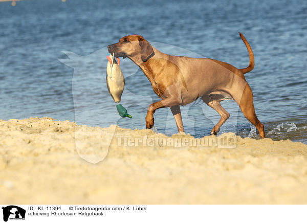 apportierender Rhodesian Ridgeback / retrieving Rhodesian Ridgeback / KL-11394